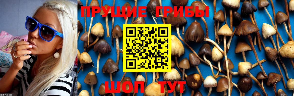 Псилоцибиновые грибы мицелий  Вход с VPN  Кашира 